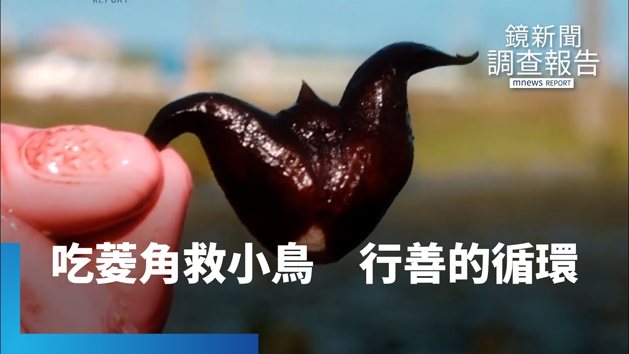 吃菱角救小鳥　打進通路成就善的循環｜鏡新聞調查報告 #鏡新聞