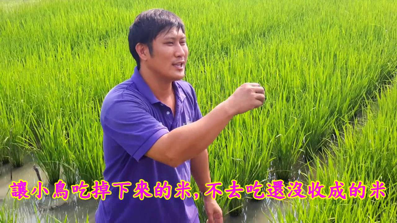尚青ㄟ  冠軍米  高雄型農陳毅鴻 very good