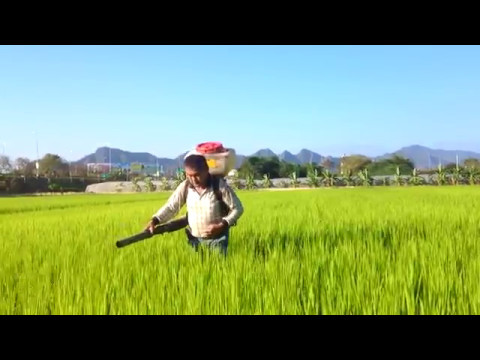 元品有機米，鳥兒都知道的好米