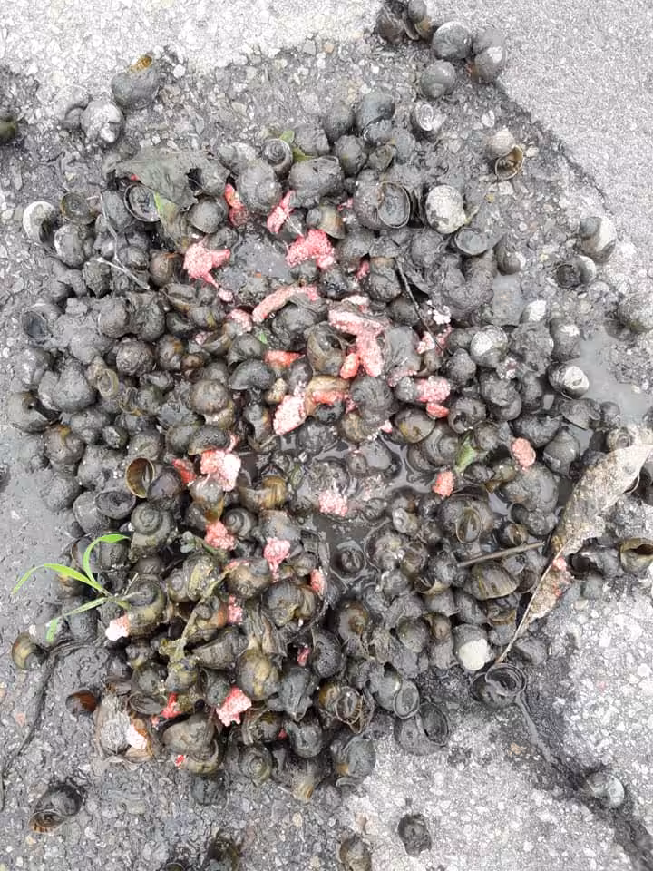 無毒，靠雙手減少福壽螺危害