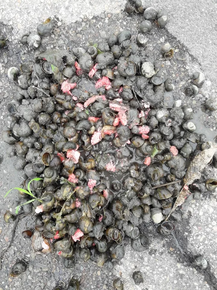 無毒,靠雙手減少福壽螺危害