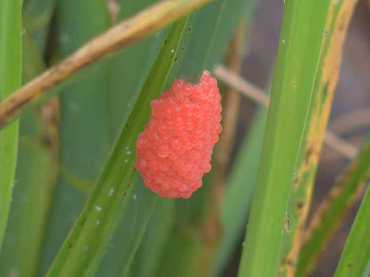 福壽螺危害農民的痛