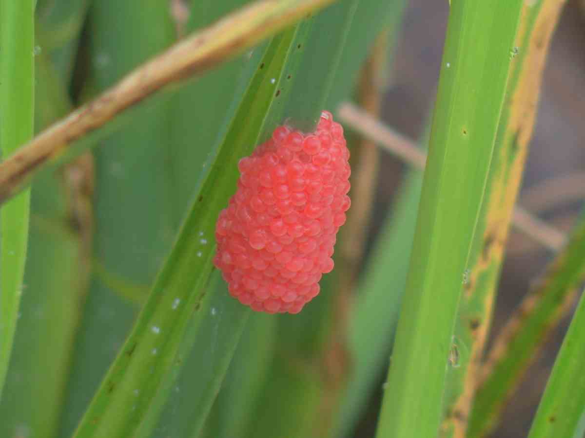 福壽螺危害農民的痛