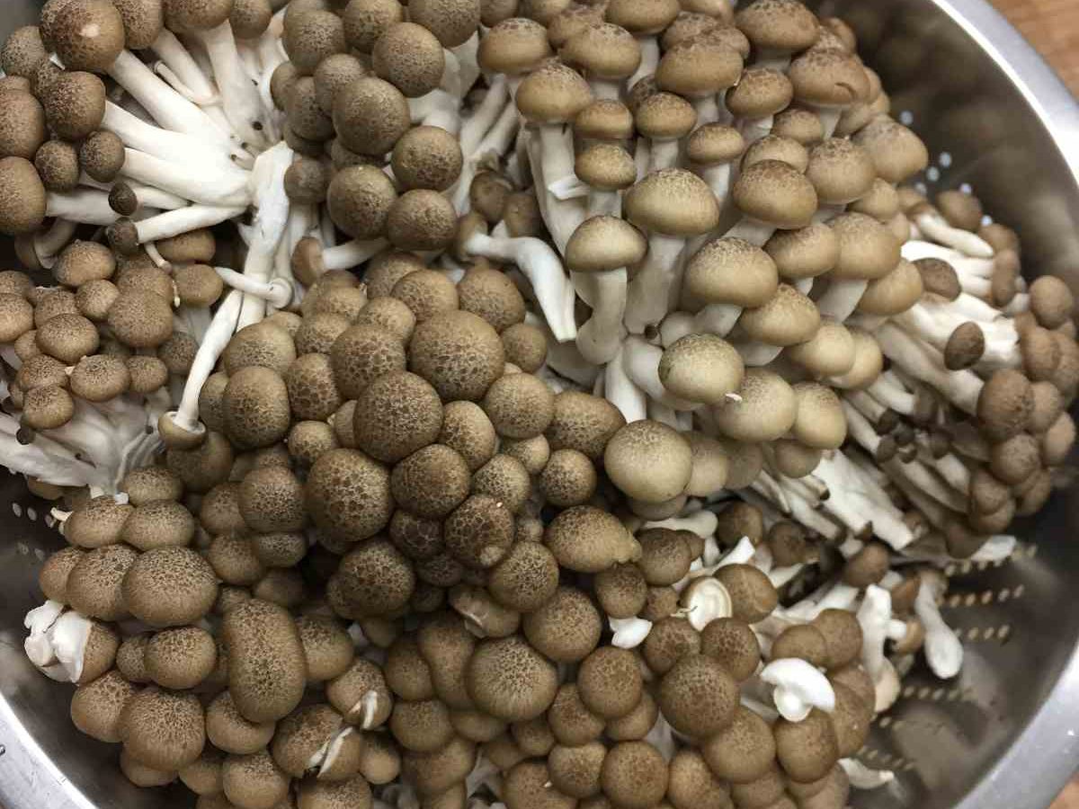鴻喜菇 鴻喜菇