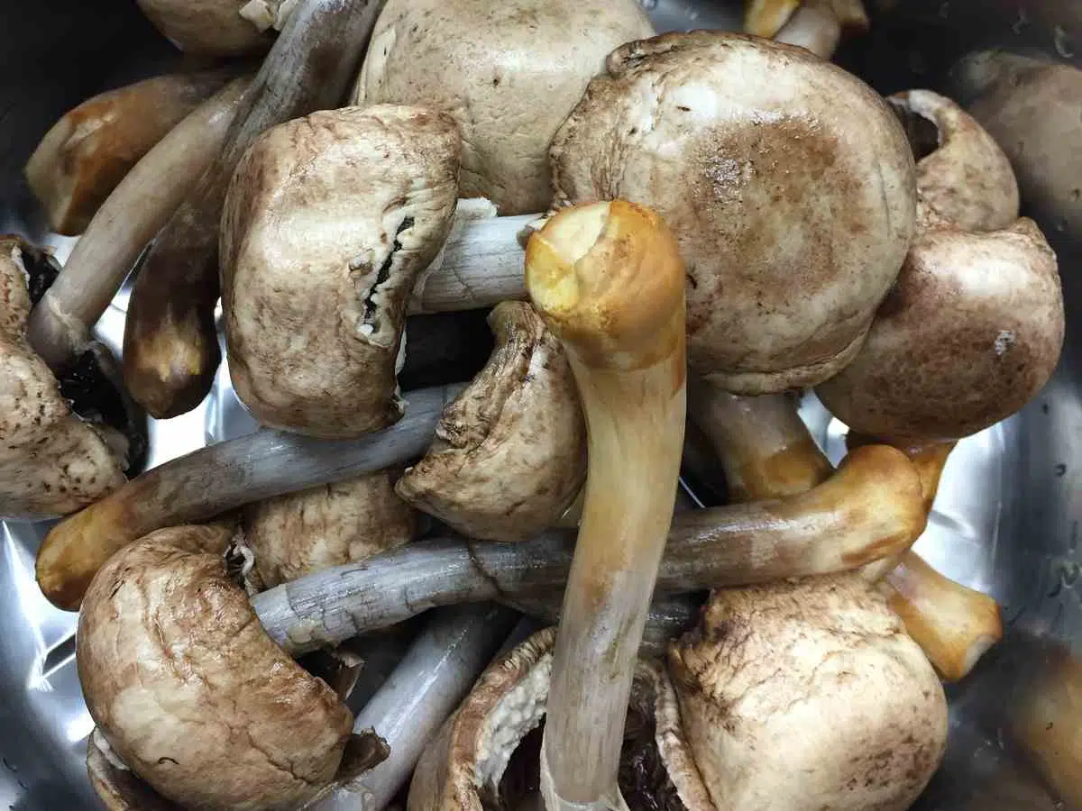 巴西蘑菇
